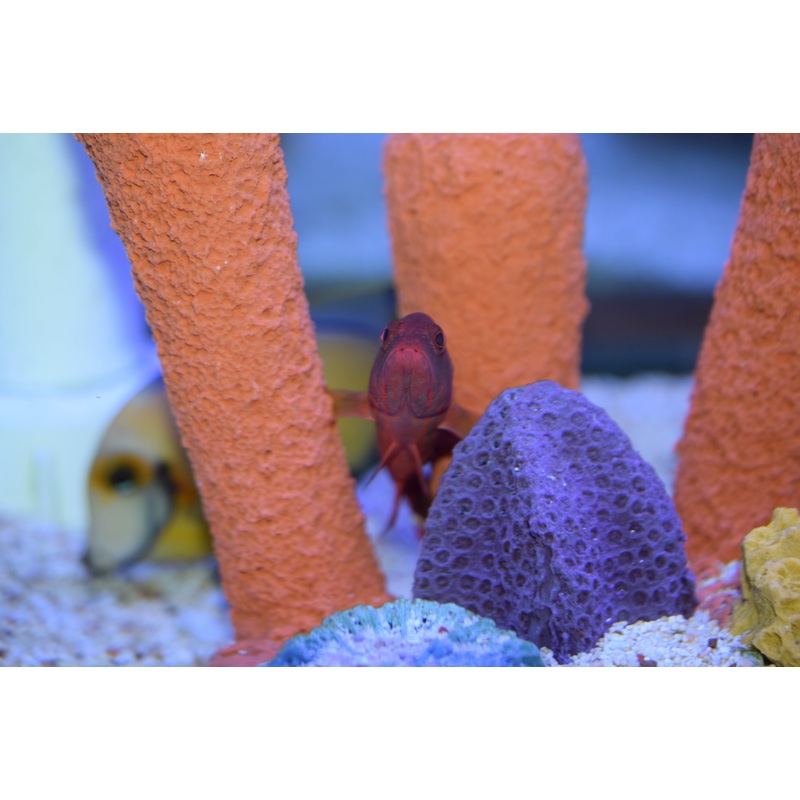 V-Tail Grouper
