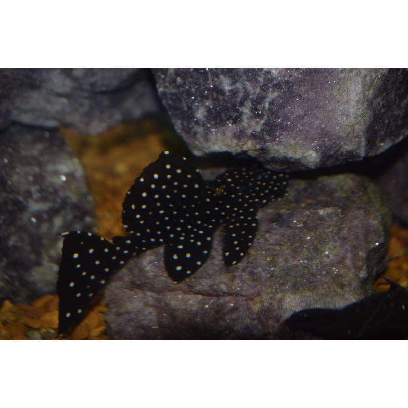 Vampire Pleco (L-240)