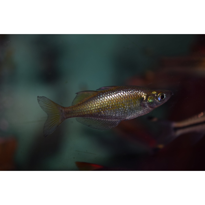 Wanamensis Rainbow