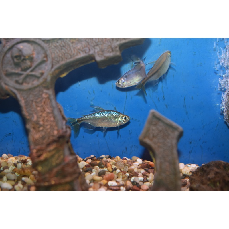Yellow Congo Tetras