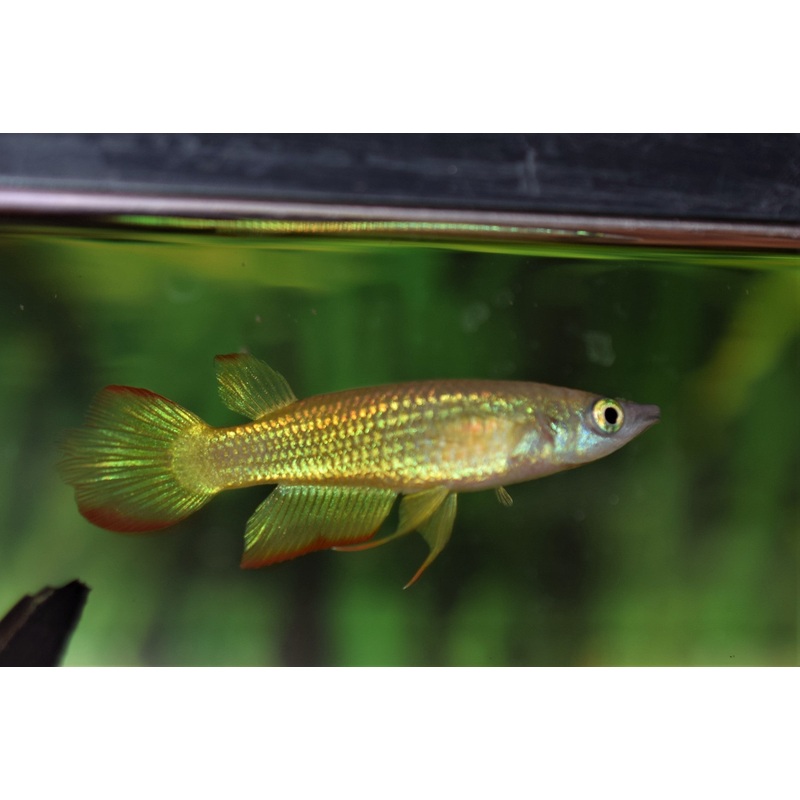 Yellow Panchax Killifish Pair