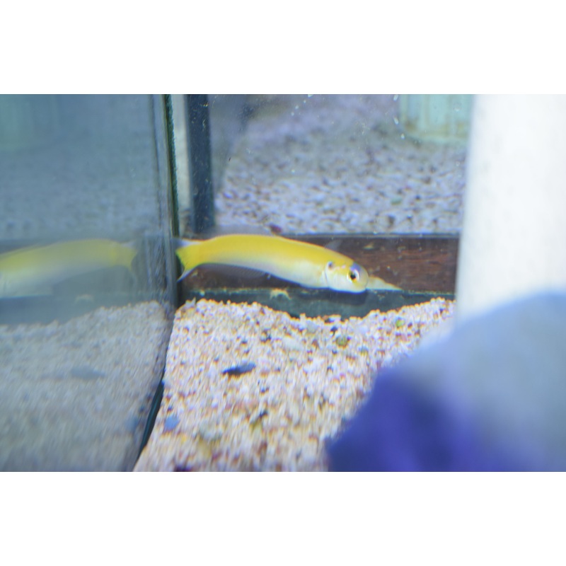 Yellow Tilefish