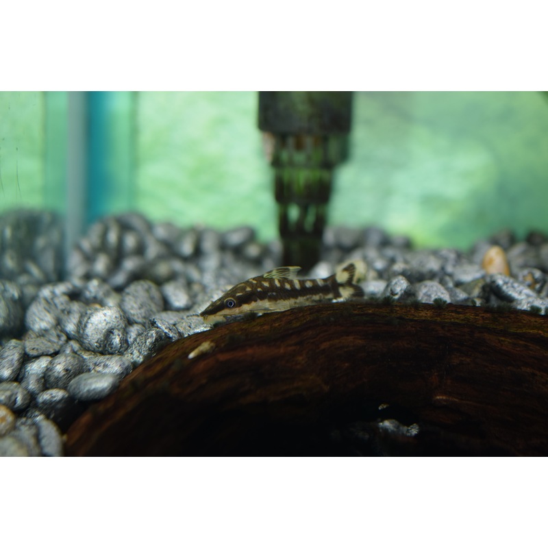 Zebra Otocinclus