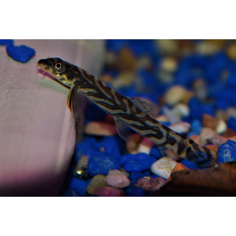 Zodiac Loach
