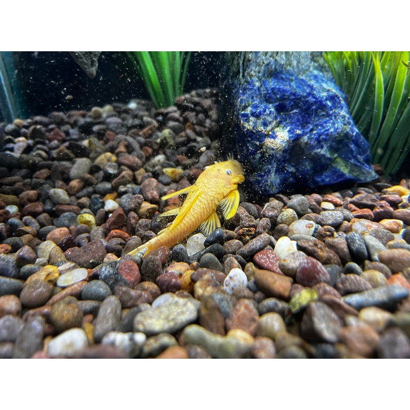Albino Blue Eye Ancistrus