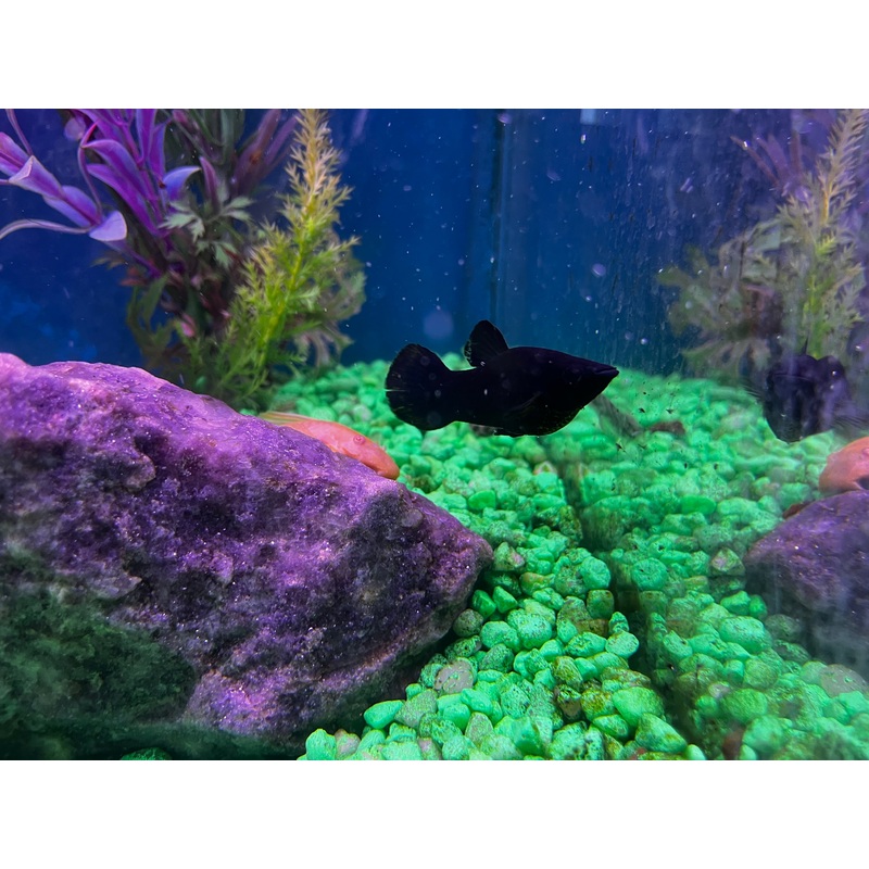 Black Molly