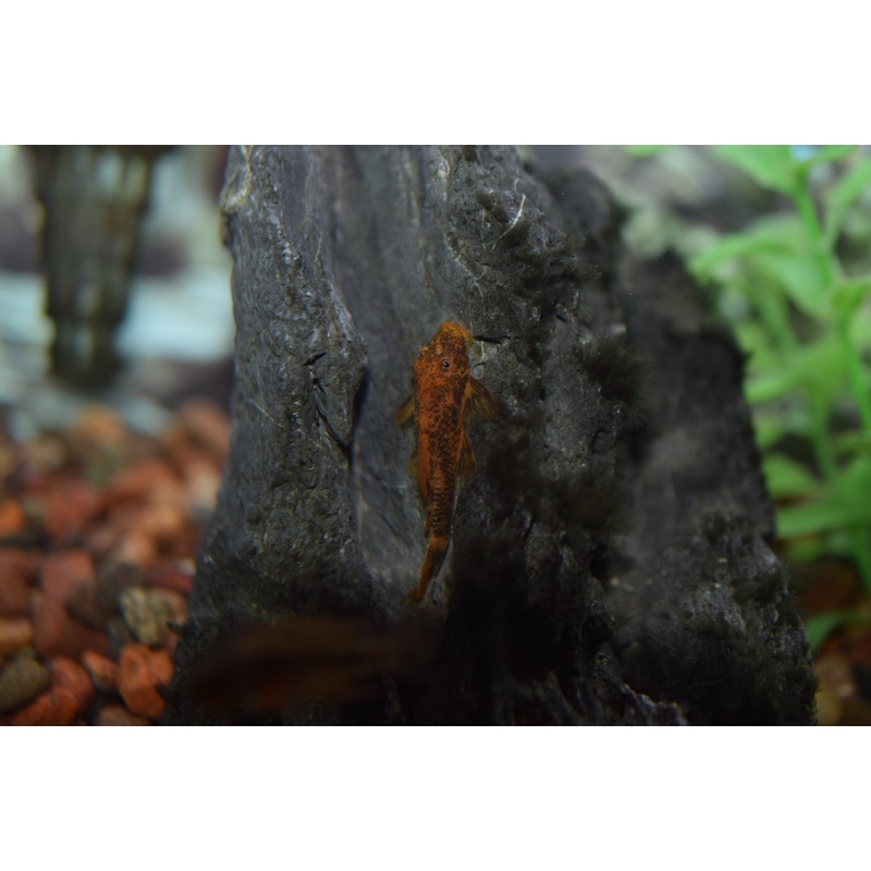 Calico Bushynose Pleco