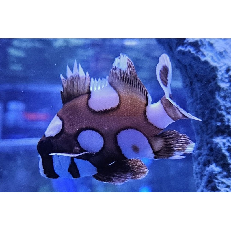 Clown Sweetlips