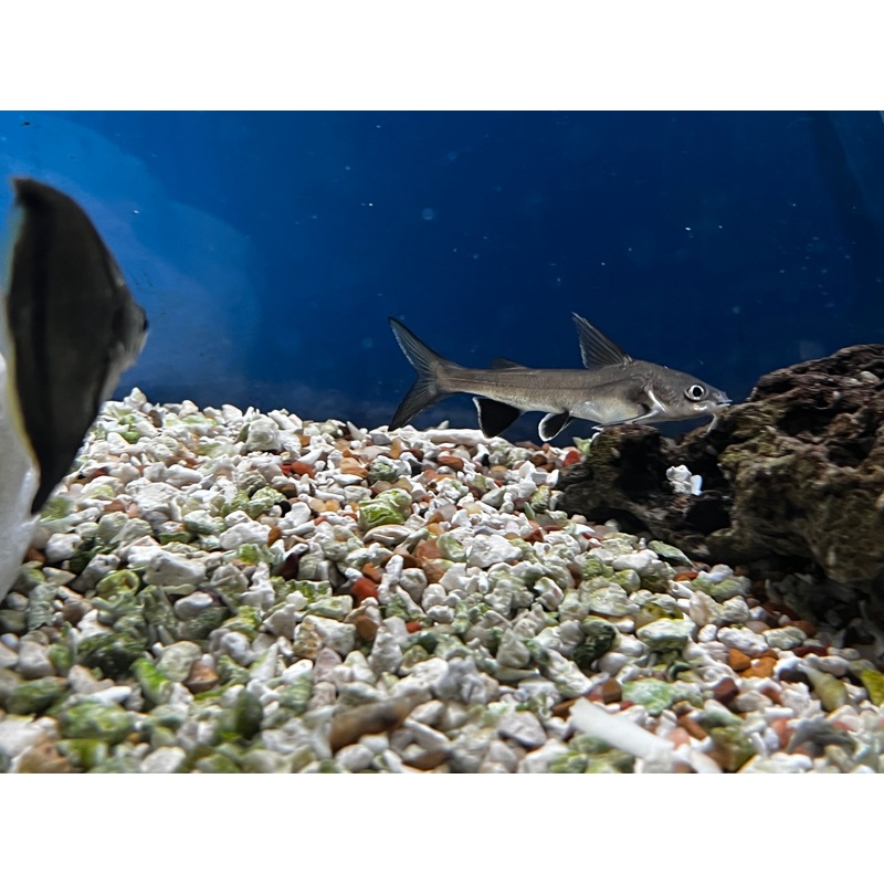 Colombian Shark