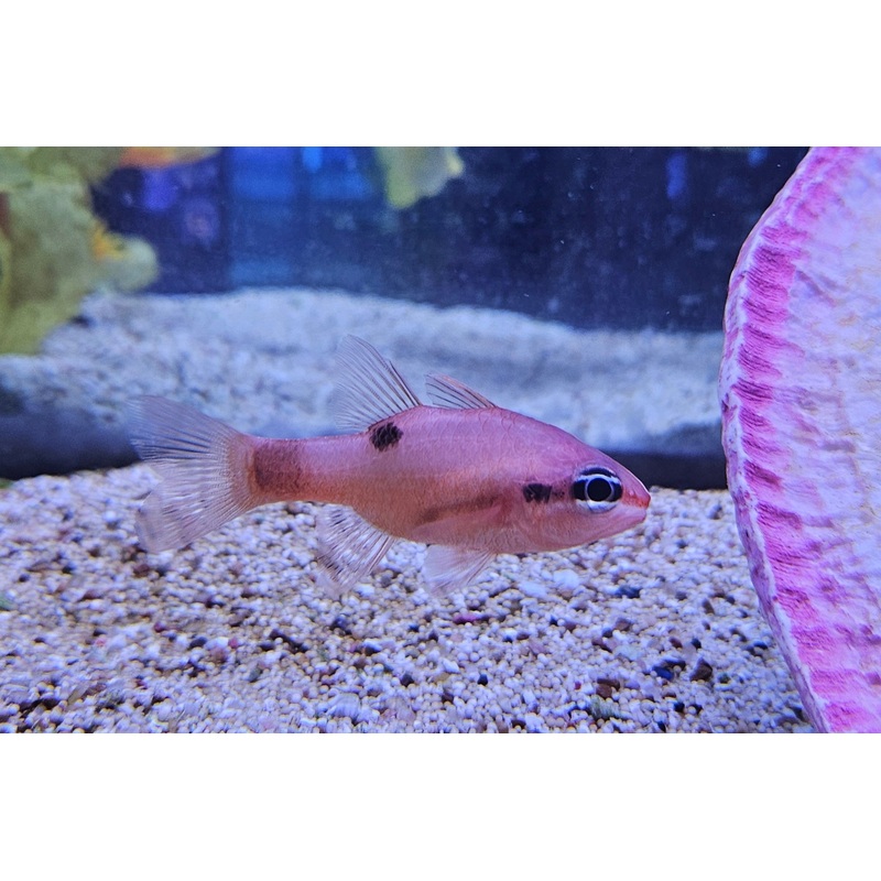 Flame Cardinals