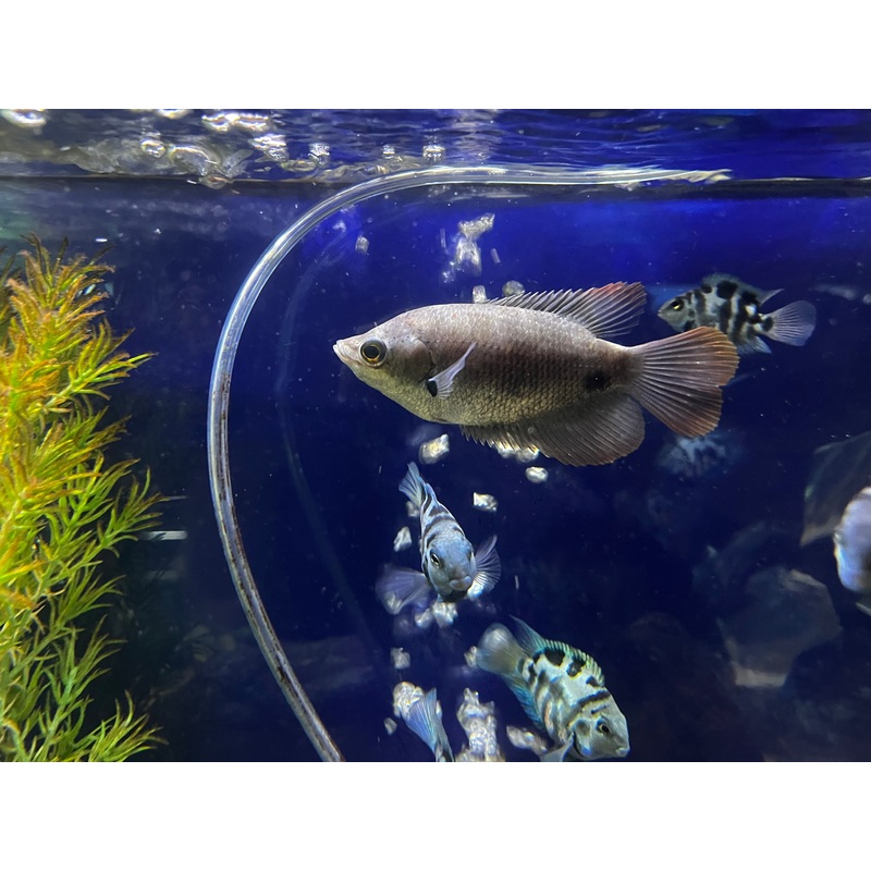 Giant Gourami