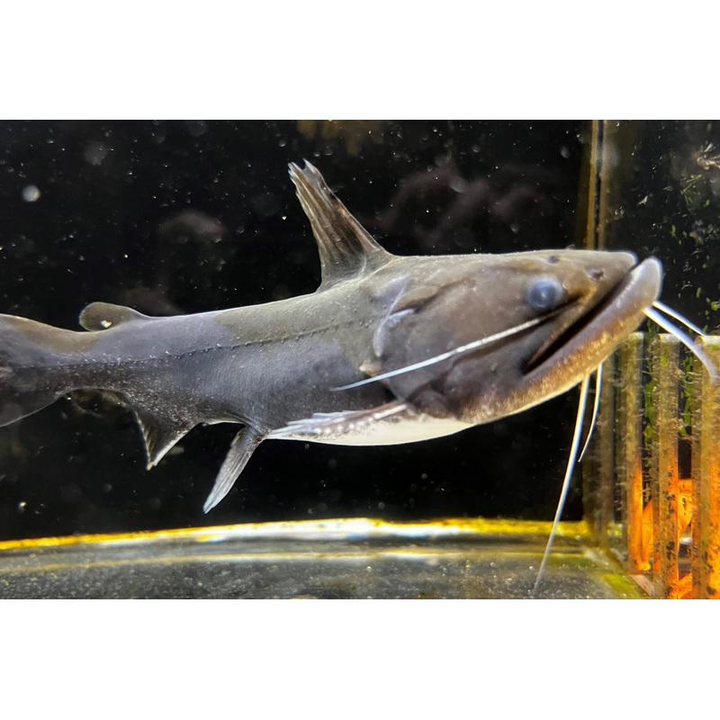 Gulper Catfish
