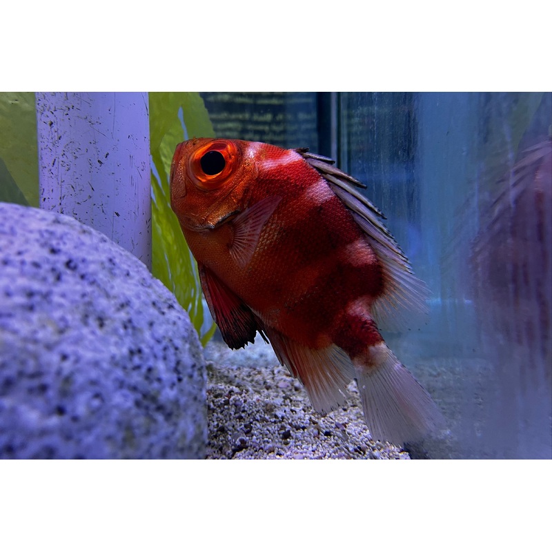 Japanese White-Bar Big Eye Catalufa