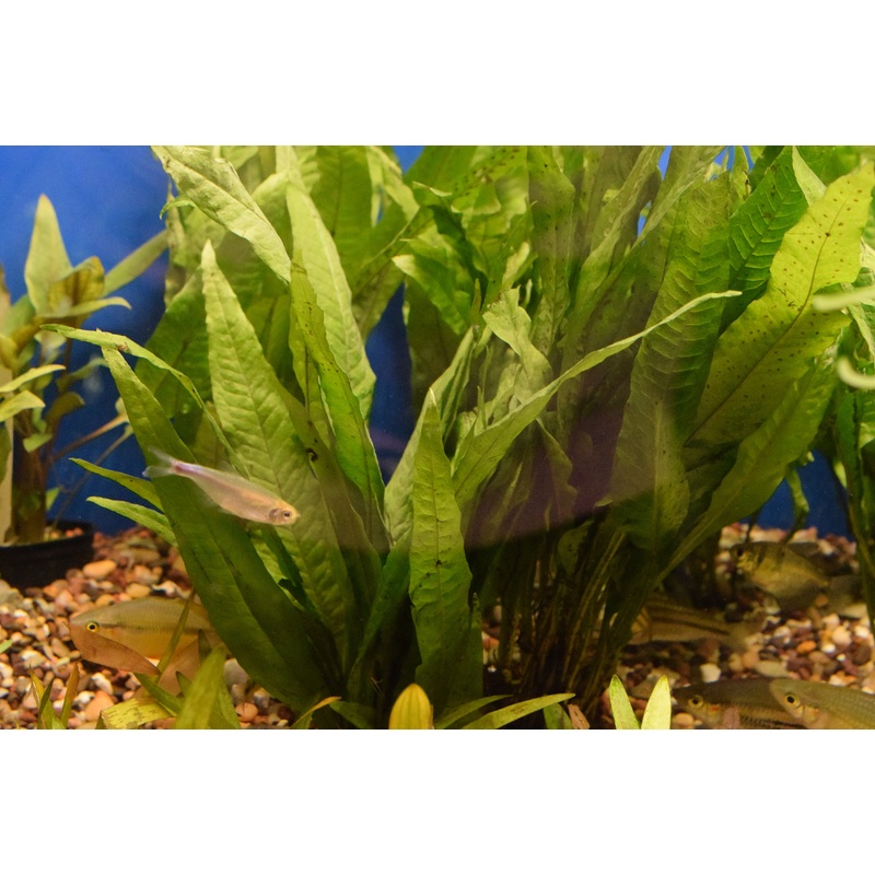 Java Fern