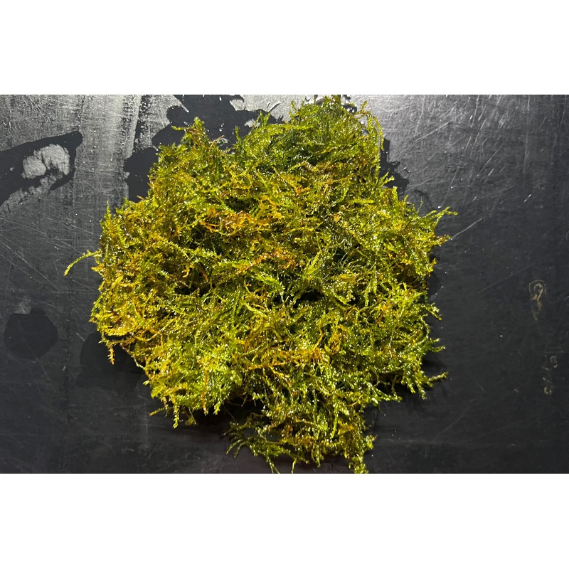 Java Moss