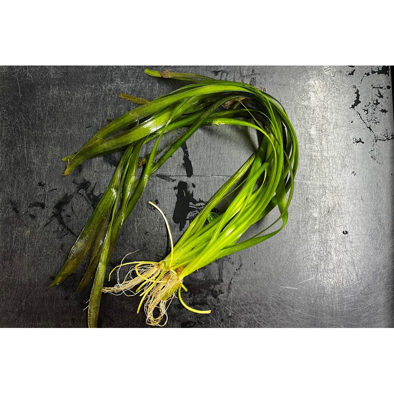 Jungle Vallisneria
