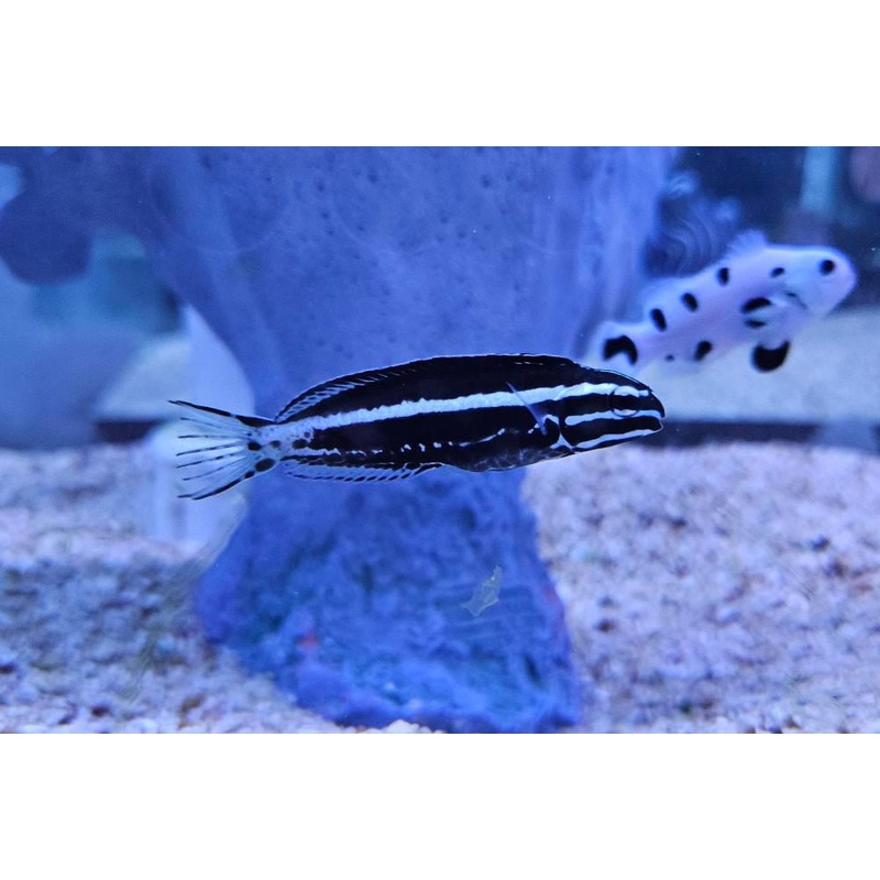 Kamohara Blenny