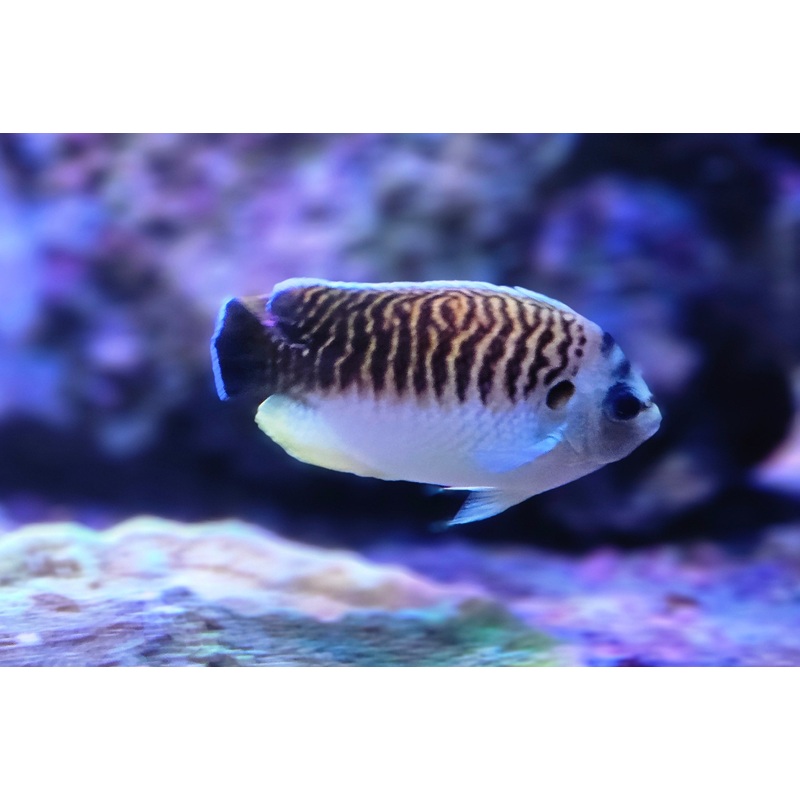 Kingi Angel