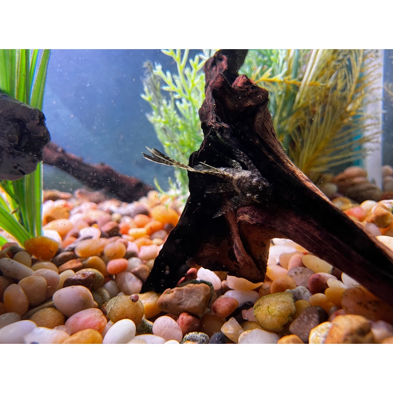 Longfin Bushynose Pleco