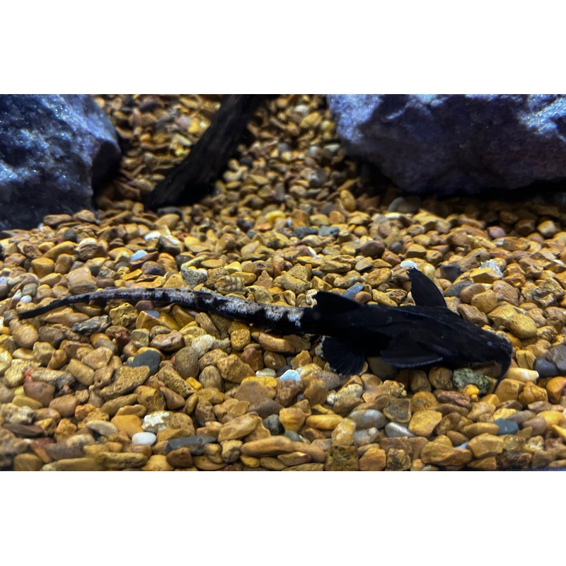 Longtail Banjo Catfish