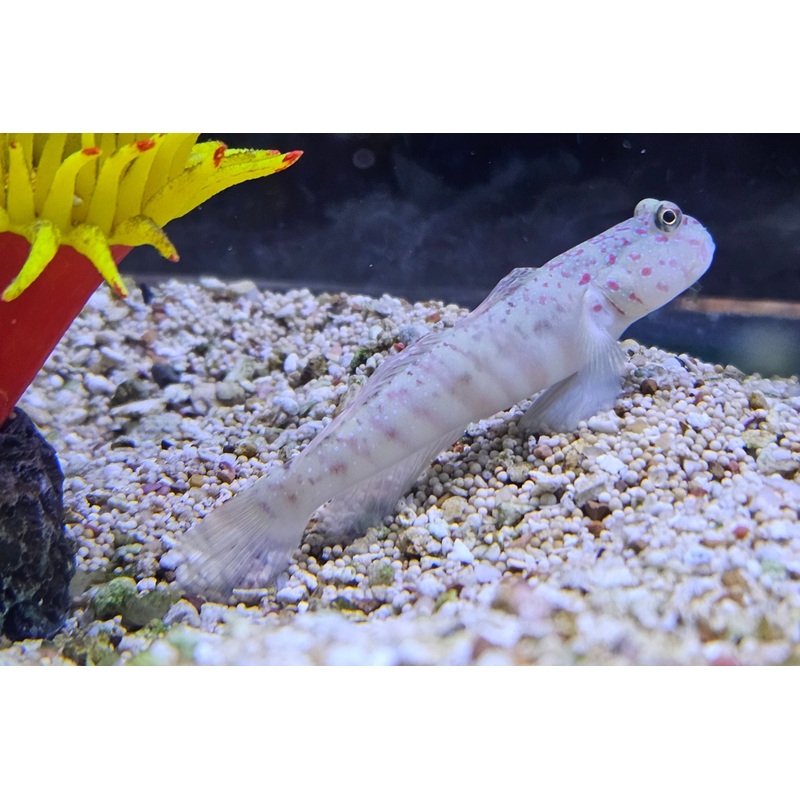 Luther Goby