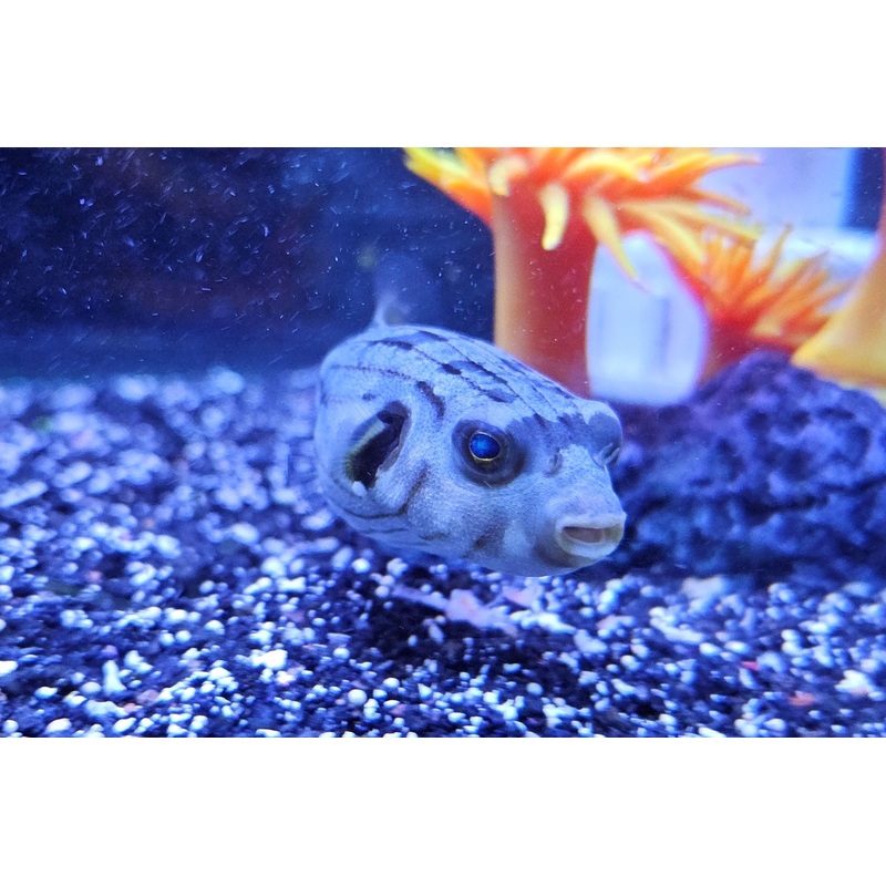 Manilensis Puffer