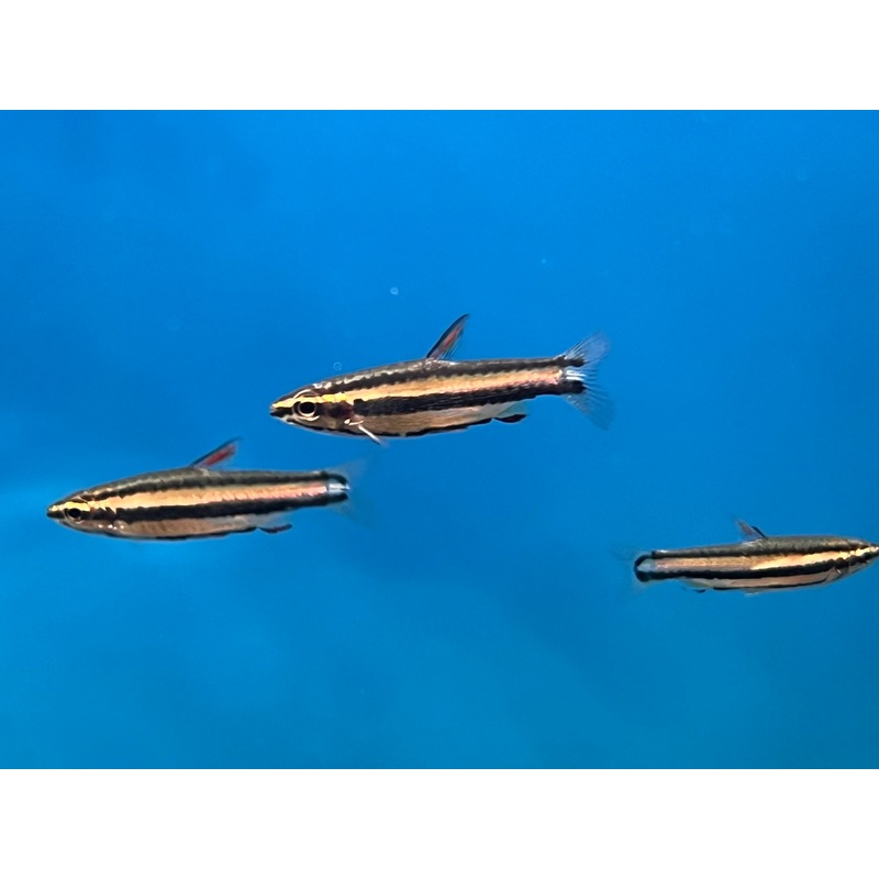 Marginatus Pencil Fish