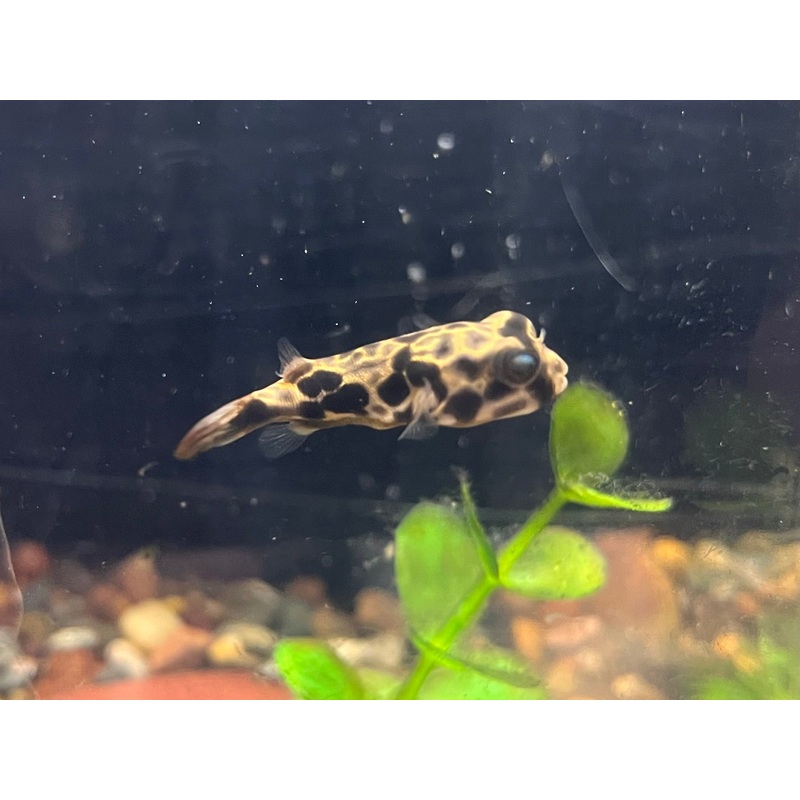 Mbu Puffer