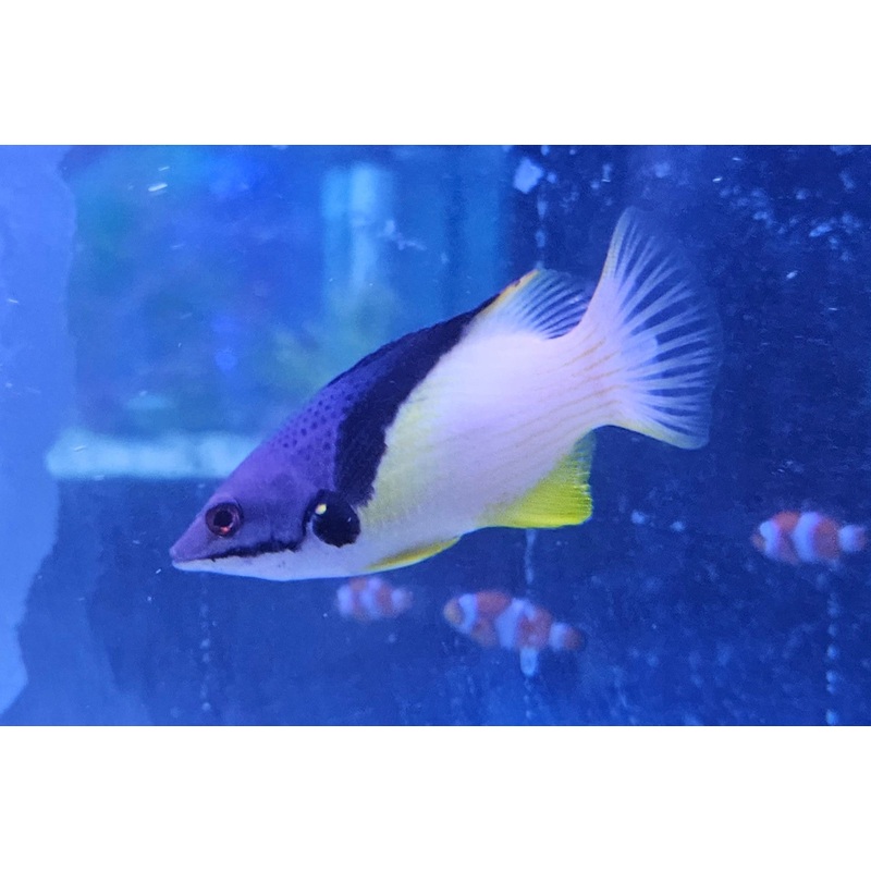Mesothorax Hogfish