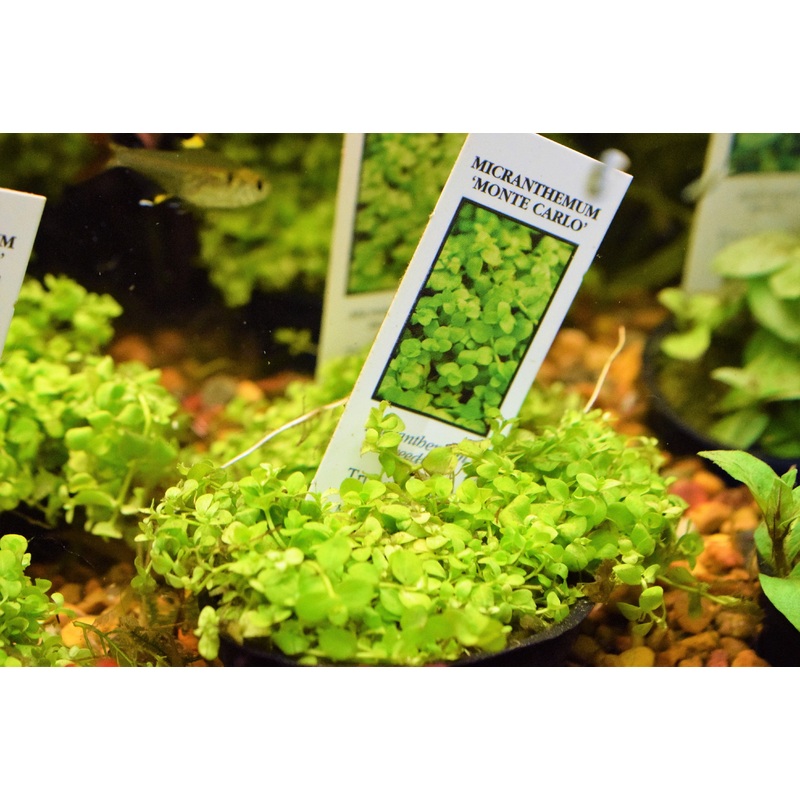 Micranthemum Monte Carlo