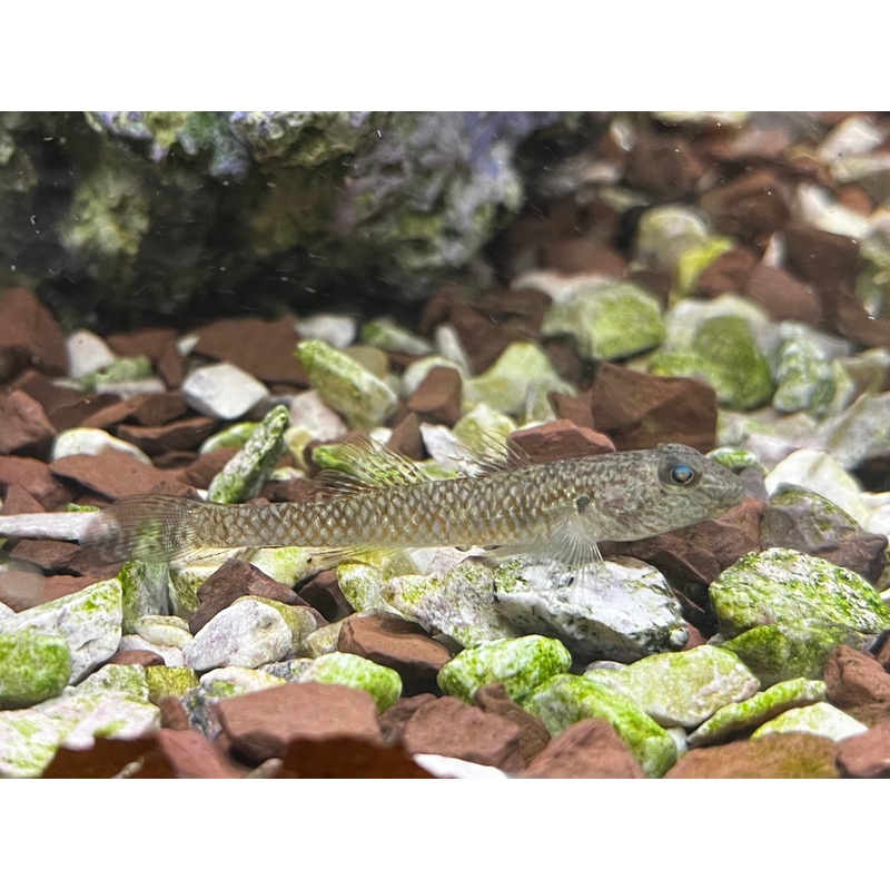 Mogurnda Goby