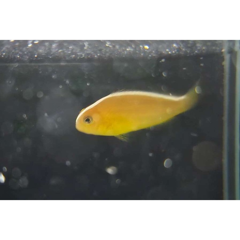 Orange Skunk Clown