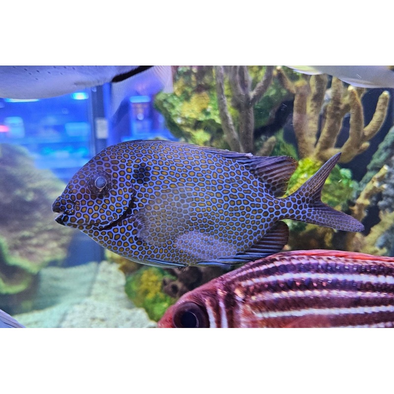 Orange Spot Rabbitfish