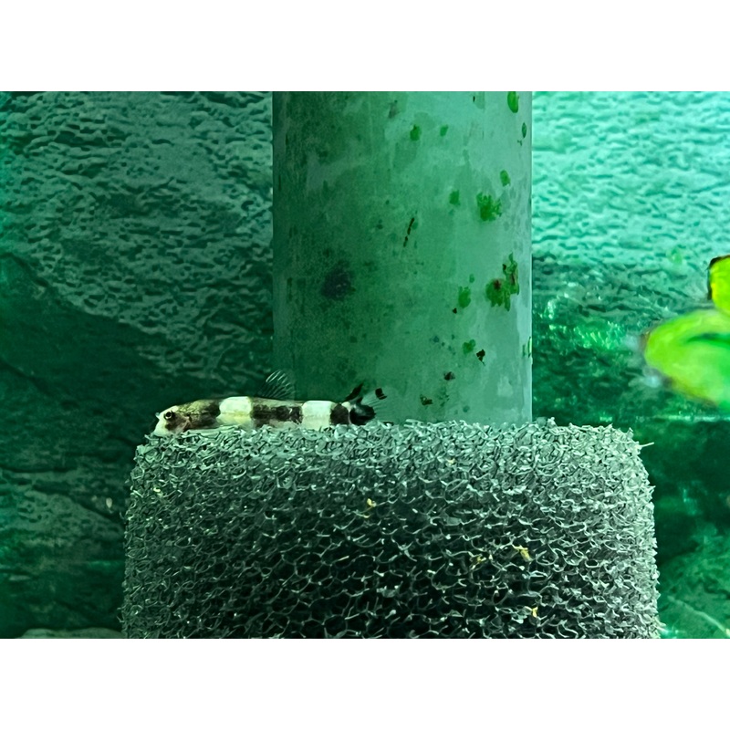 Panda Loach
