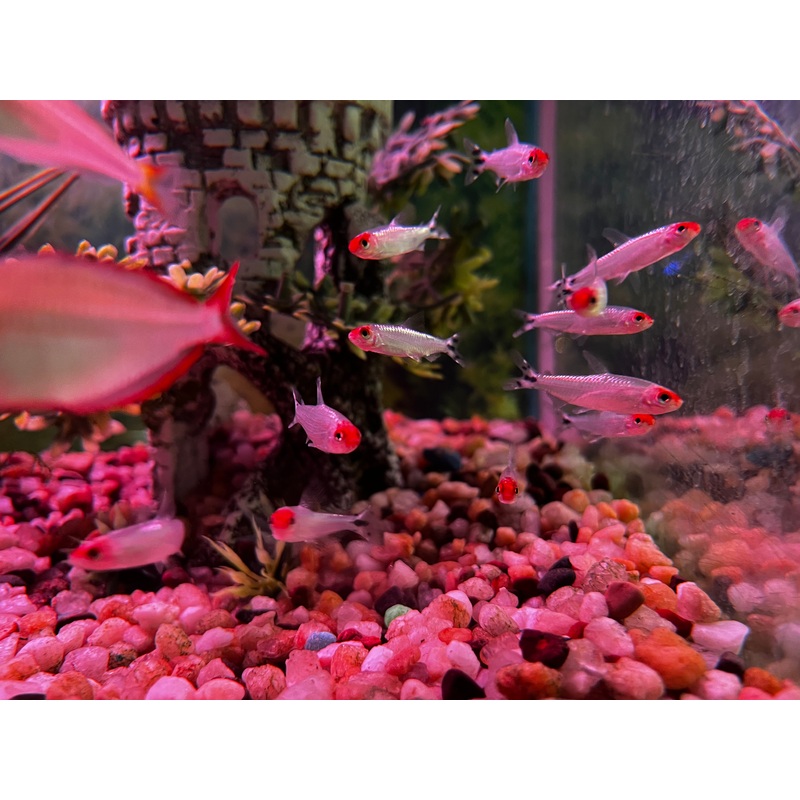 Platinum Rummynose Tetra
