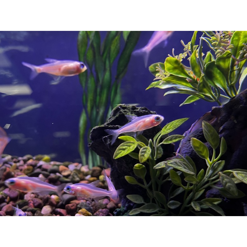 Platinum White Neon Tetra