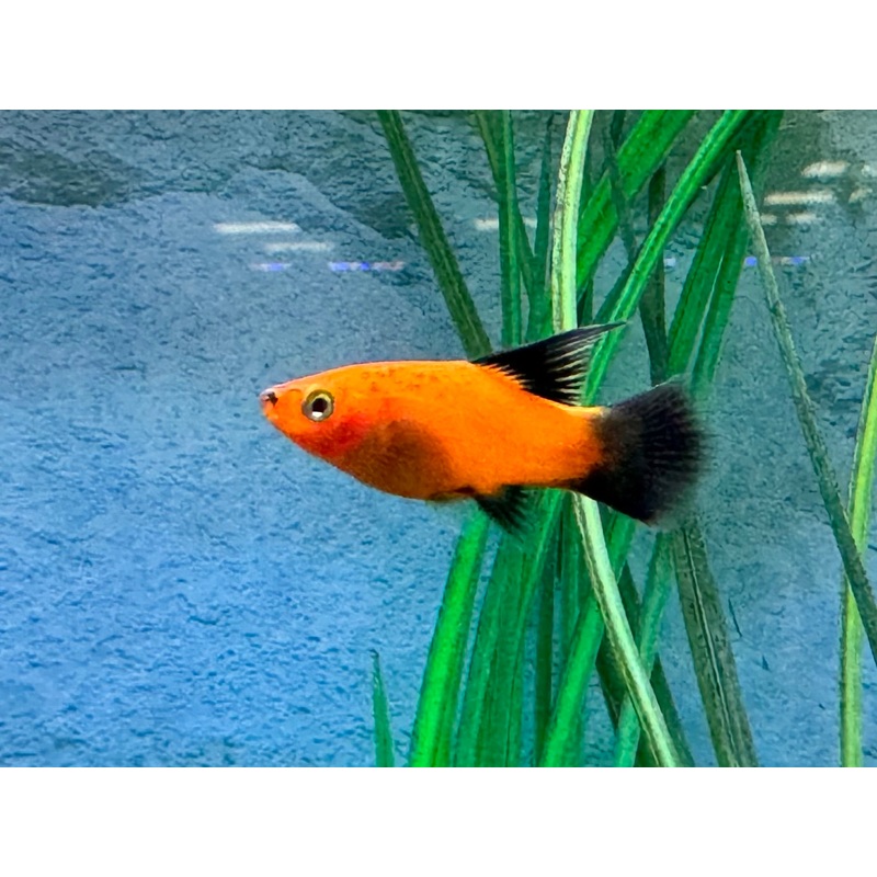Plumetail Platy