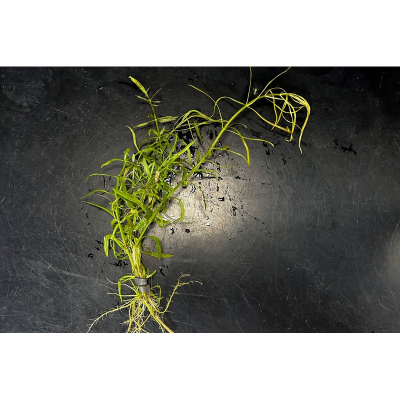 Pogostemon stellatus