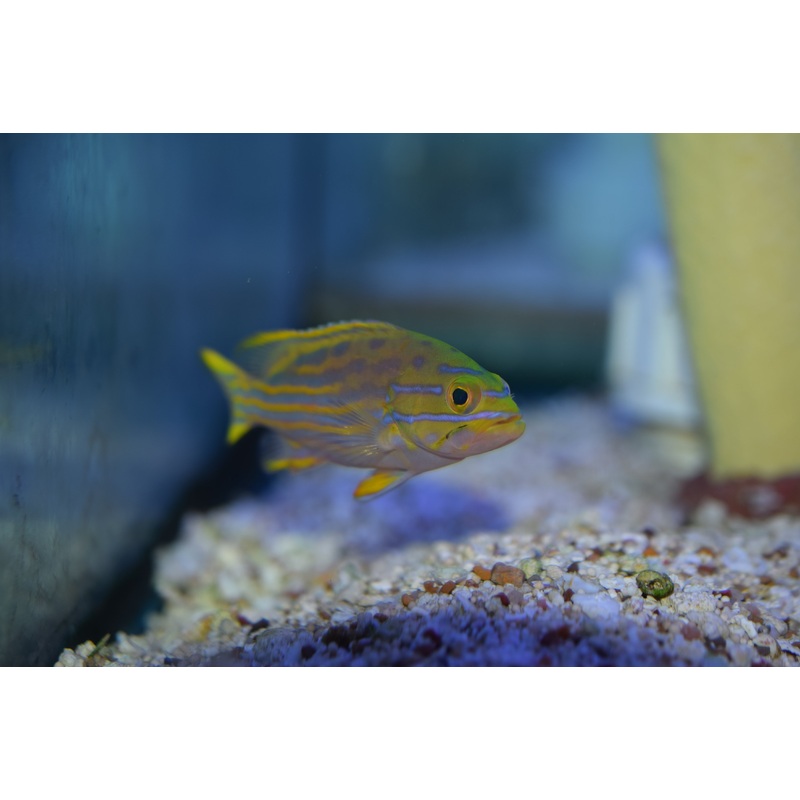 Polleni Grouper