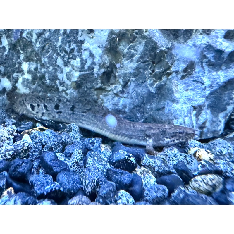 Polypterus delhezi