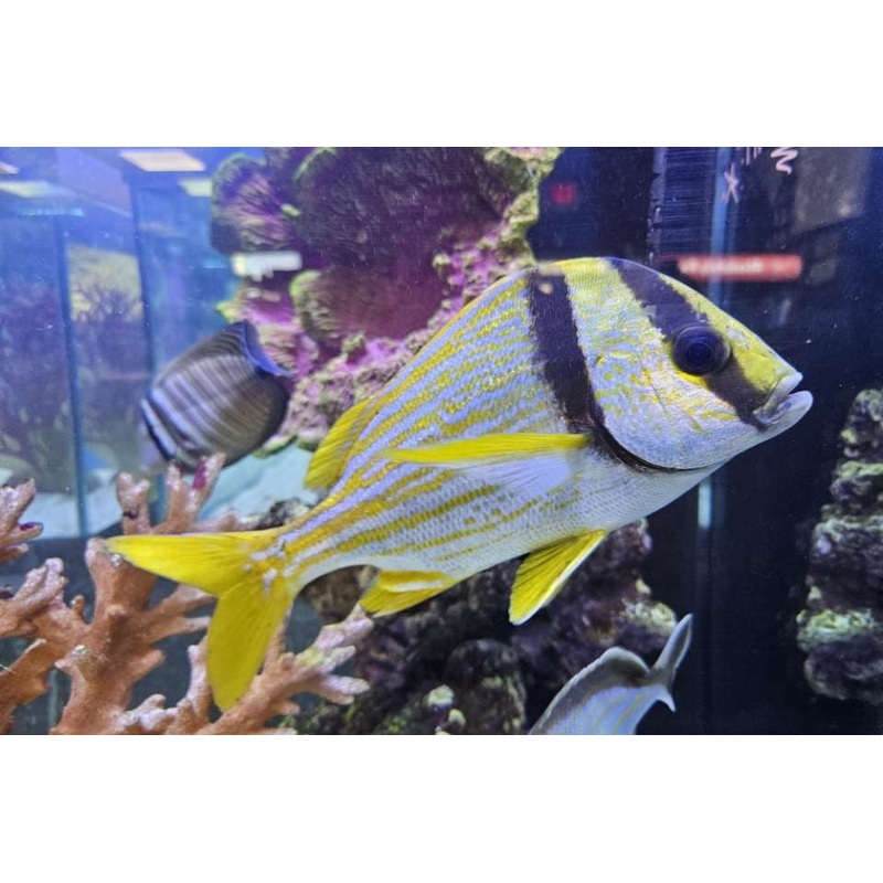 Porkfish