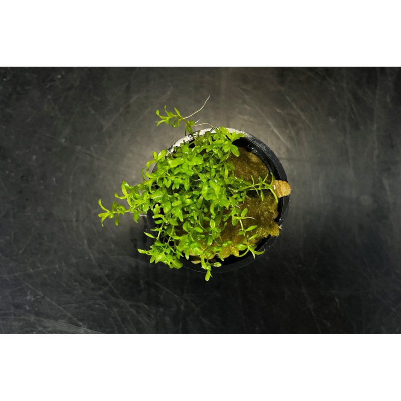 Potted Pearlweed