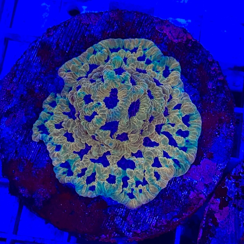 Raging Hornet Favia (3/4 Inch Frag cut to order)