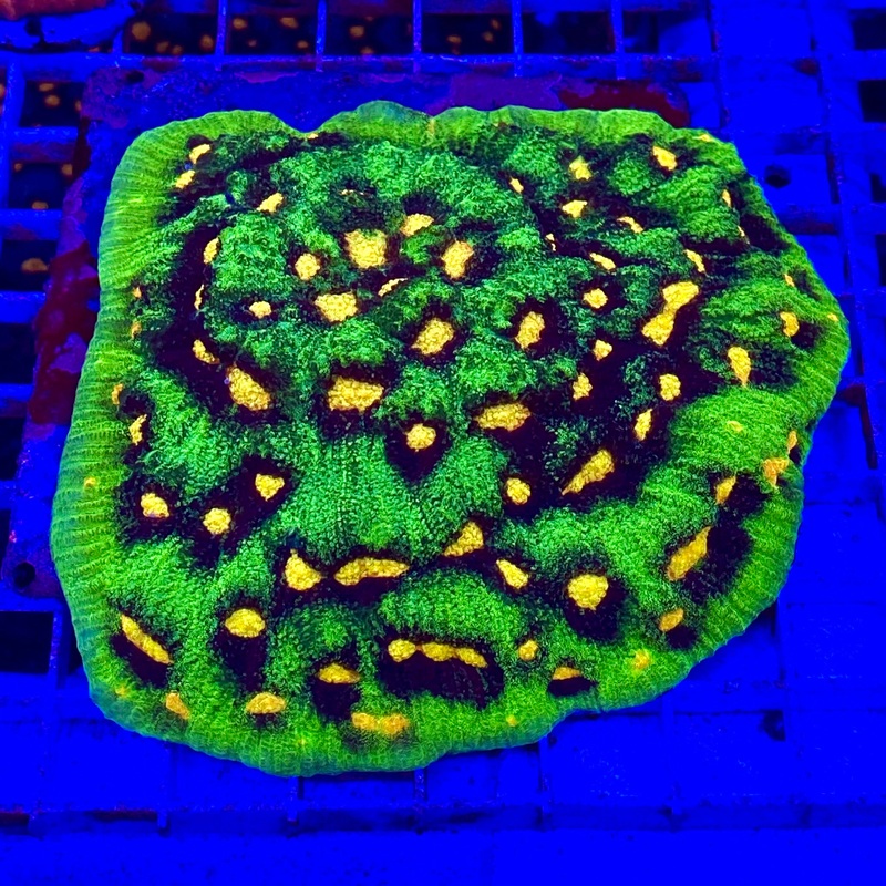 Raja Rampage (1 inch Frag)