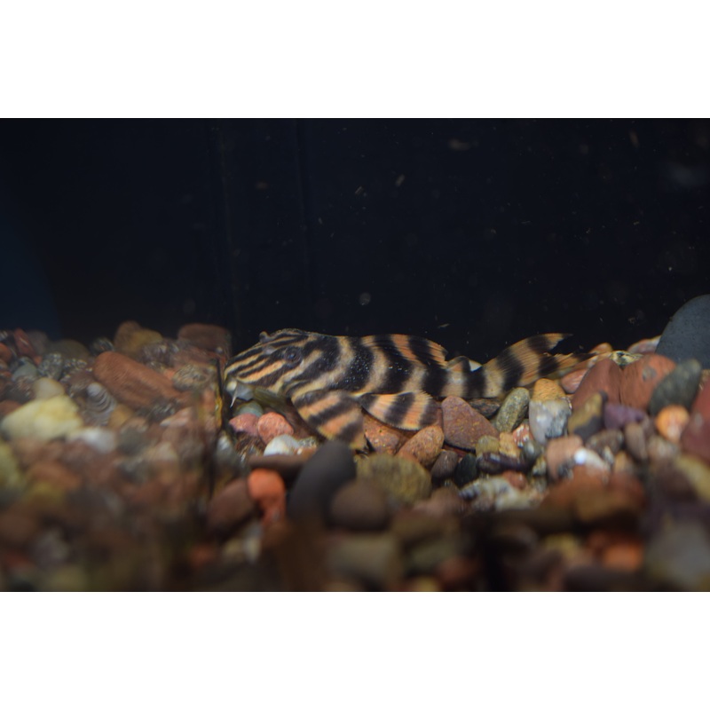 Red Alenquer Pleco (L-397)