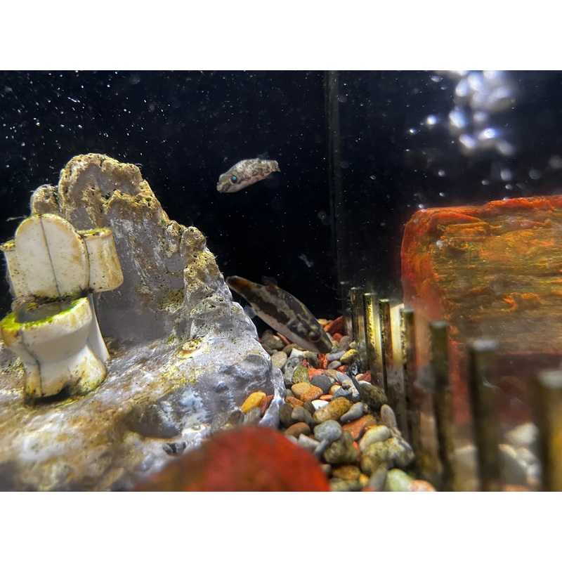 Red Eye Puffer