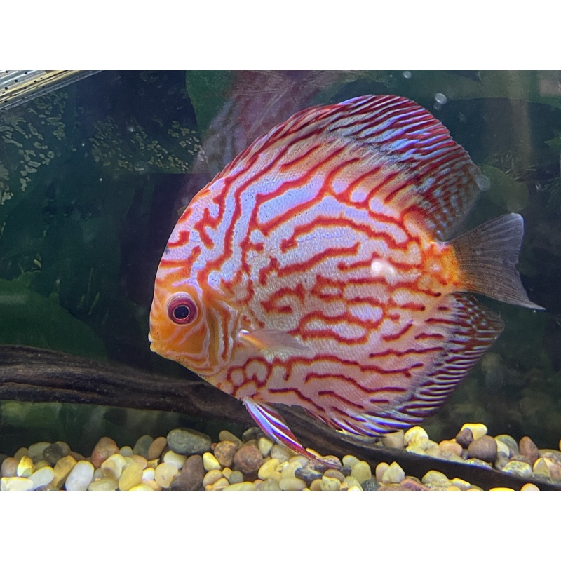 Red Panda Checkerboard Discus