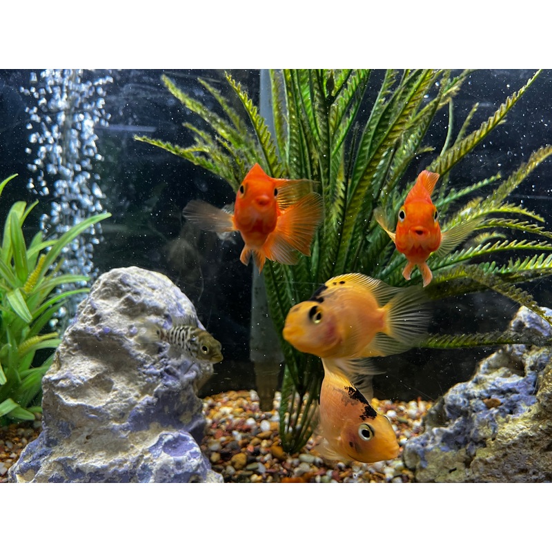 Red Parrotfish