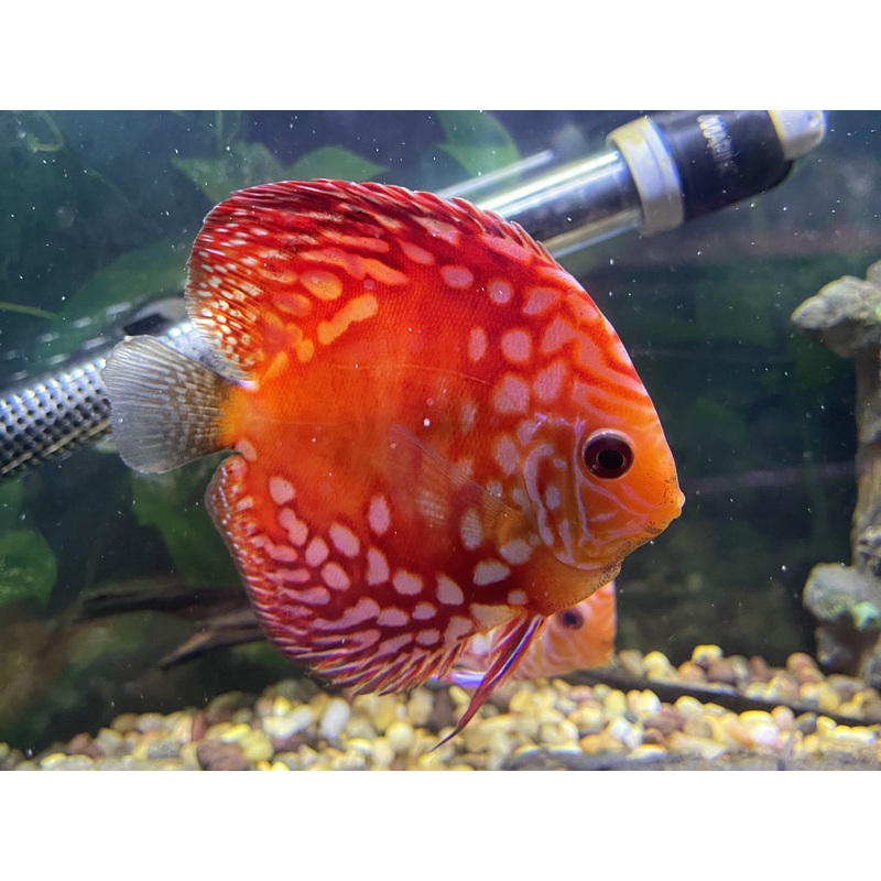 Red Rafflesia Discus