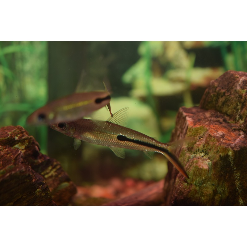 Redtail Hemiodus